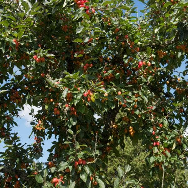 Acqua Garden Trees Crab Apple Tree - John Downie