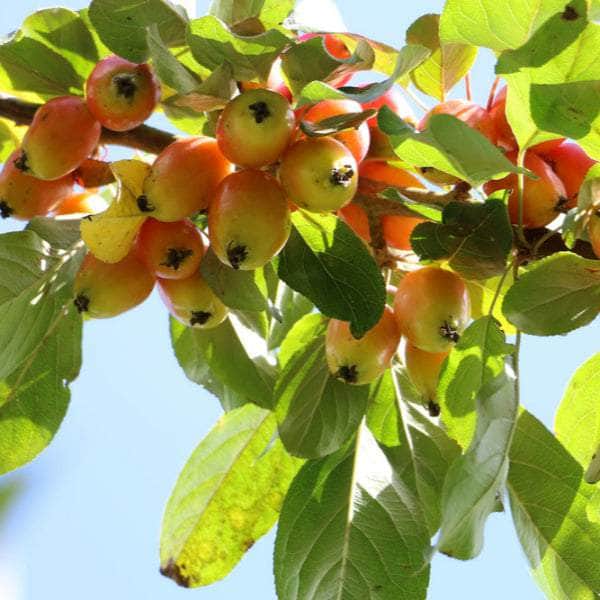 Acqua Garden Trees Crab Apple Tree - John Downie