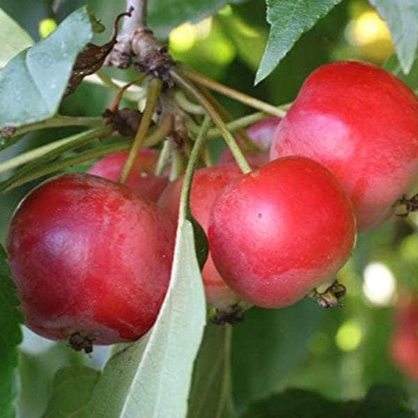 Acqua Garden Trees Crab Apple Tree - Red Sentinel