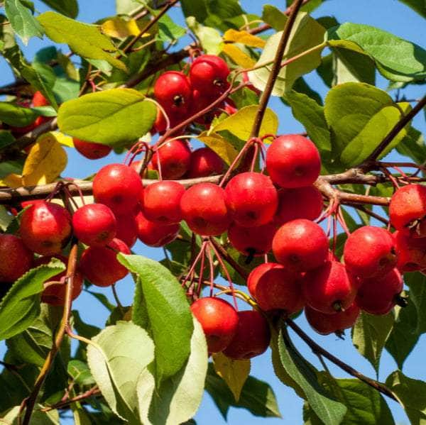 Acqua Garden Trees Crab Apple Tree - Red Sentinel
