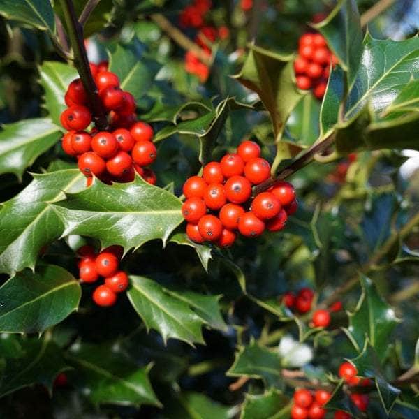 Acqua Garden Trees Holly Ilex 'Nellie Stevens'
