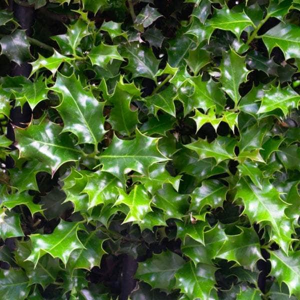 Acqua Garden Trees Holly Ilex 'Nellie Stevens'