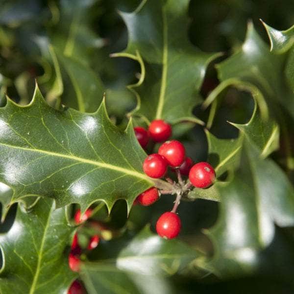 Acqua Garden Trees Holly Ilex 'Nellie Stevens'