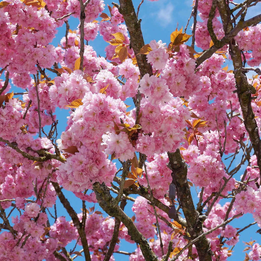 Acqua Garden Trees Japanese Cherry 'Kanzan' Tree