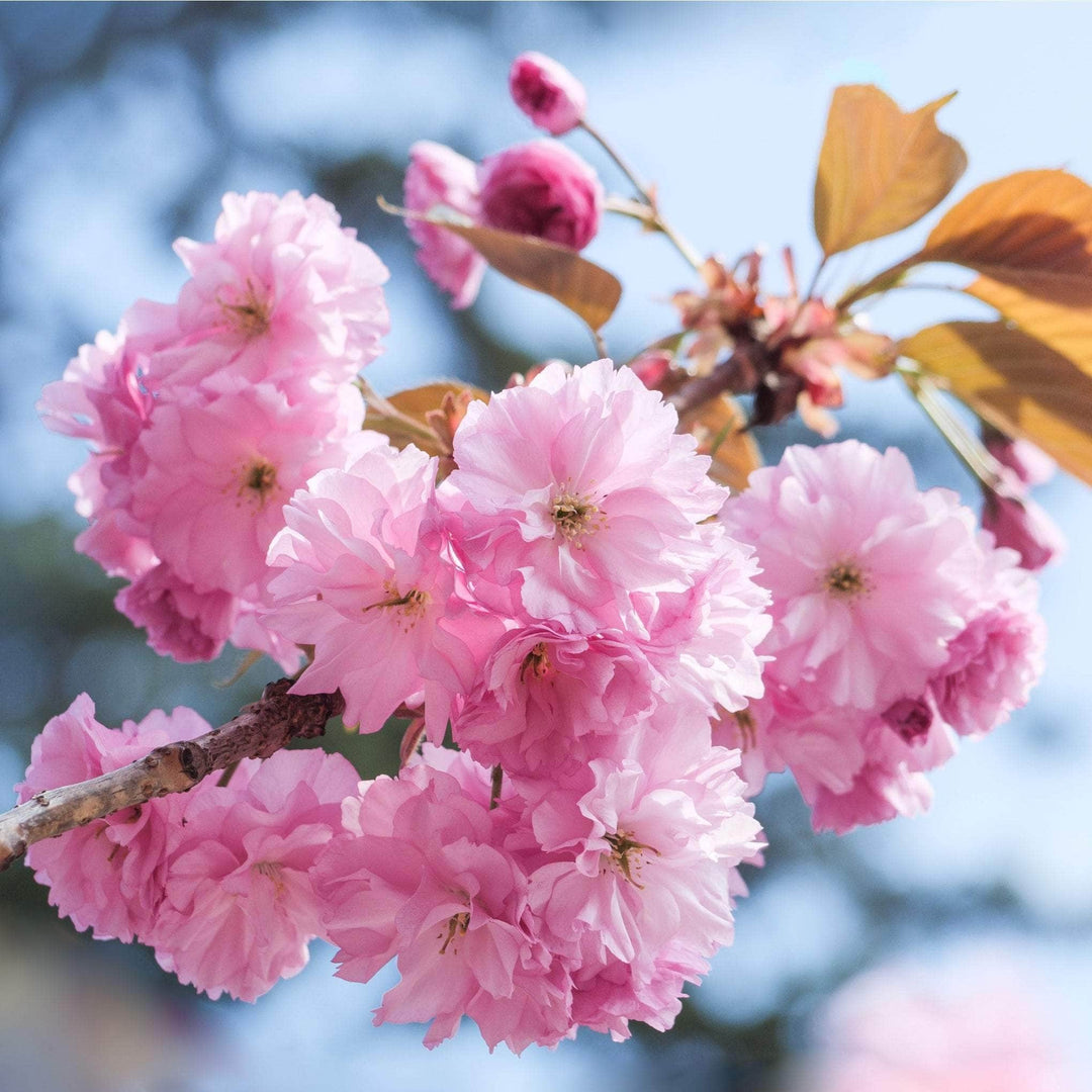 Acqua Garden Trees Japanese Cherry 'Kanzan' Tree