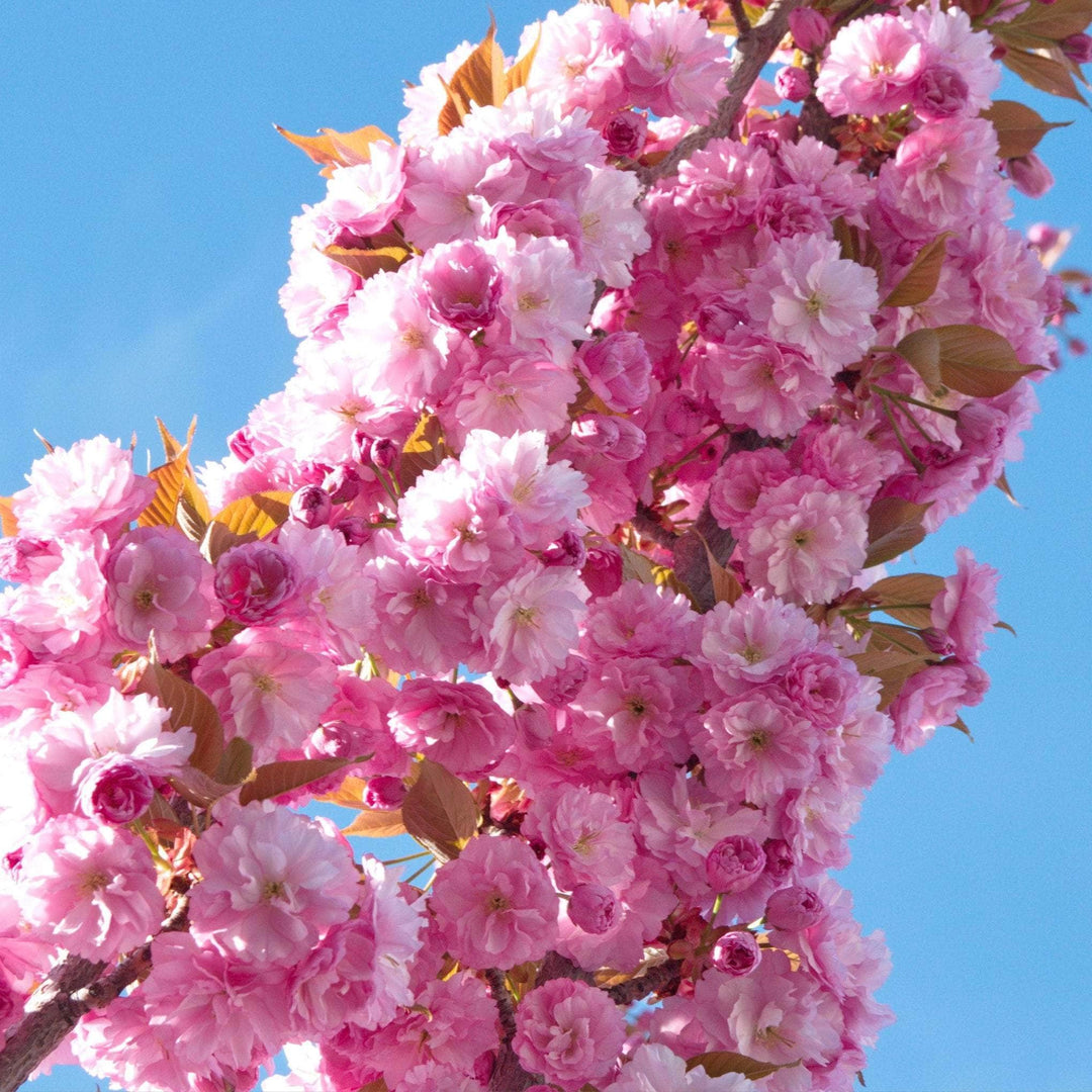 Acqua Garden Trees Japanese Cherry 'Kanzan' Tree