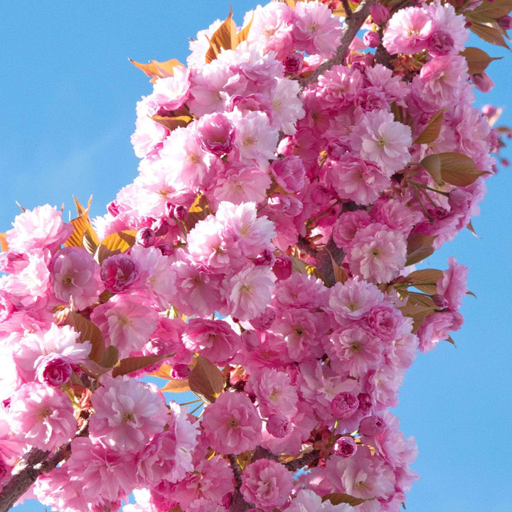 Acqua Garden Trees Japanese Cherry 'Kanzan' Tree