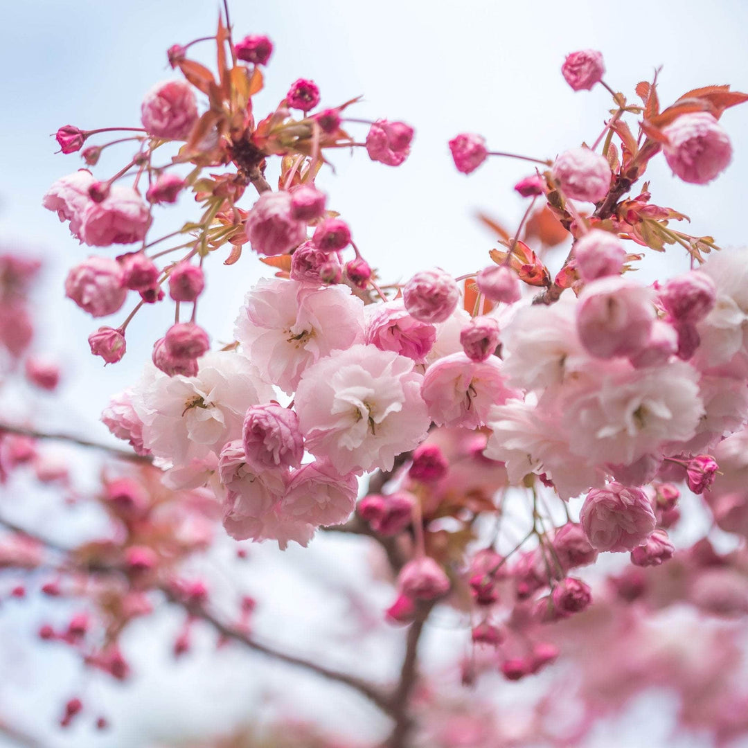 Acqua Garden Trees Japanese Cherry 'Kanzan' Tree