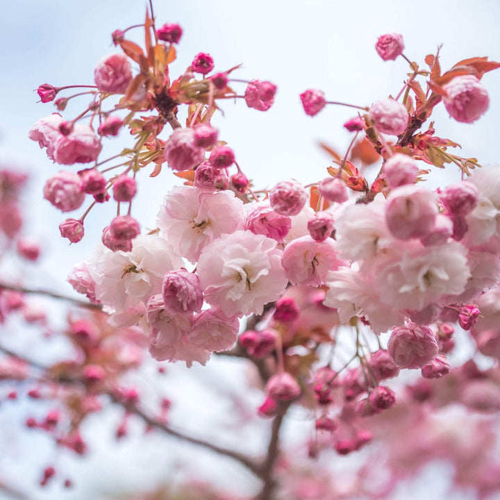 Acqua Garden Trees Japanese Cherry 'Kanzan' Tree