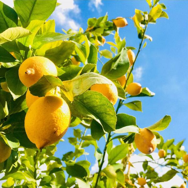 Acqua Garden Trees 1 x 40 Litre Pot Lemon Tree