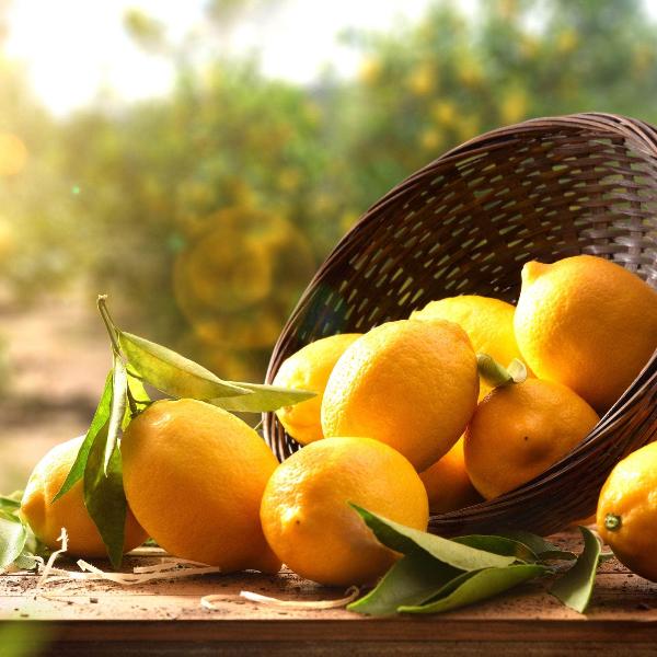 Acqua Garden Trees 1 x 40 Litre Pot Lemon Tree
