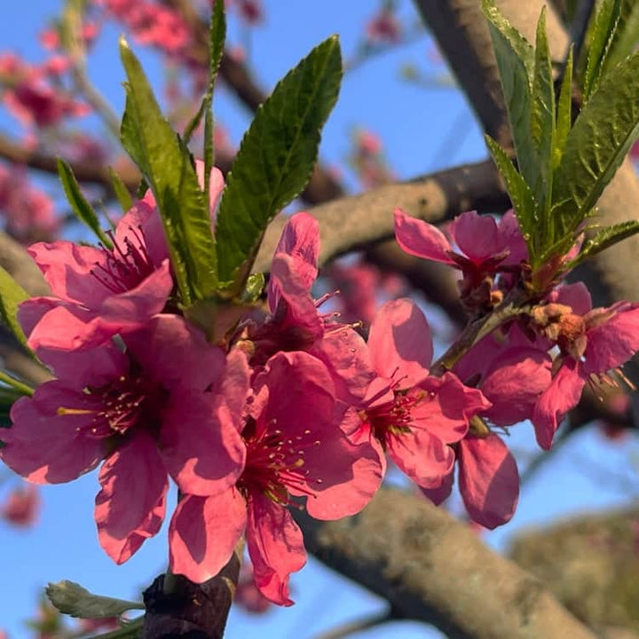 Acqua Garden Trees Nectarine 'Humboldt' Tree