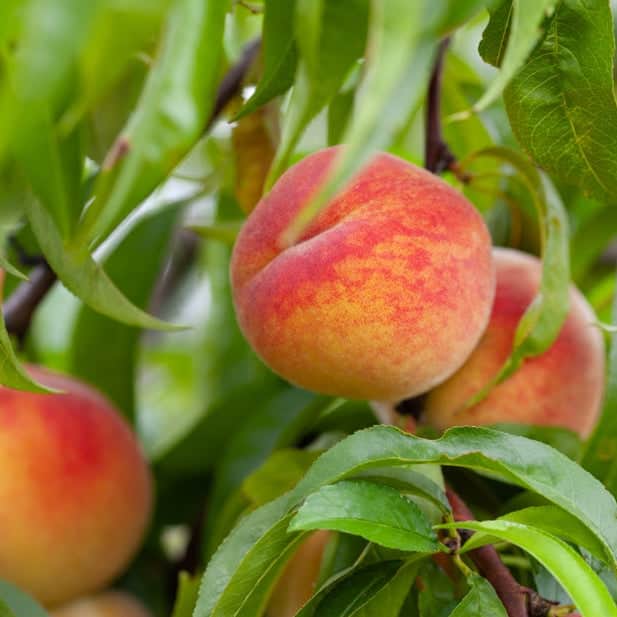 Acqua Garden Trees Nectarine 'Humboldt' Tree