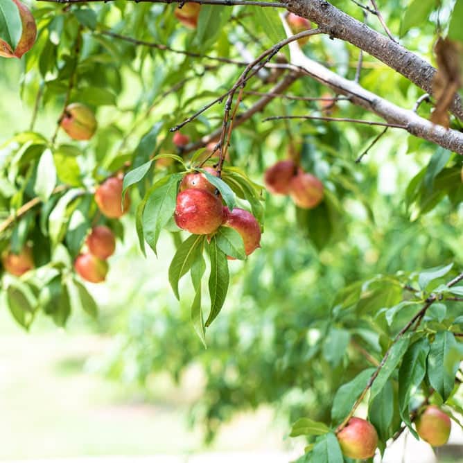 Acqua Garden Trees Nectarine 'Humboldt' Tree