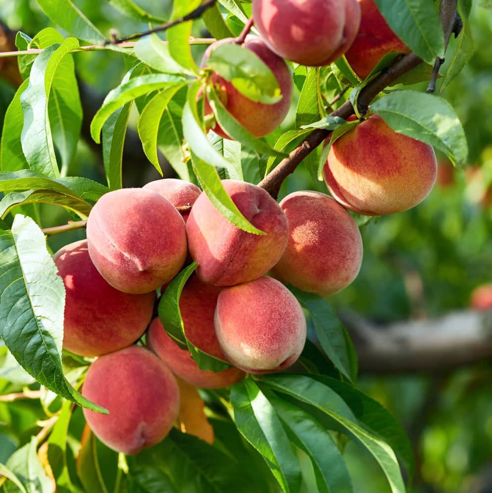 Acqua Garden Trees Nectarine 'Humboldt' Tree