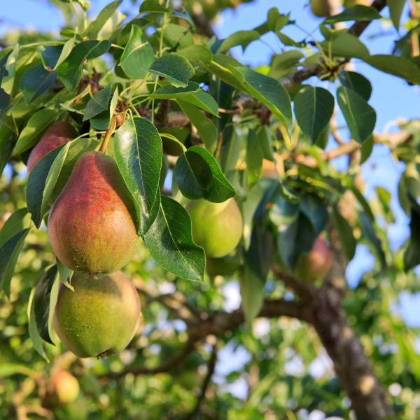 Acqua Garden Trees Pear Tree