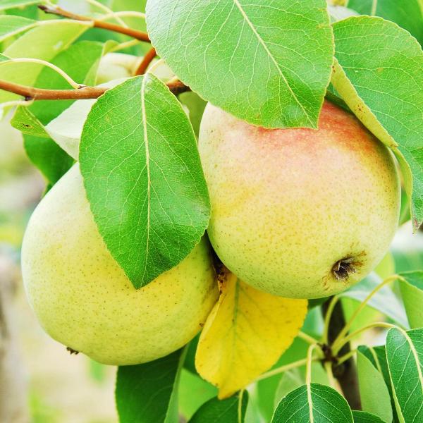 Acqua Garden Trees Pear Tree