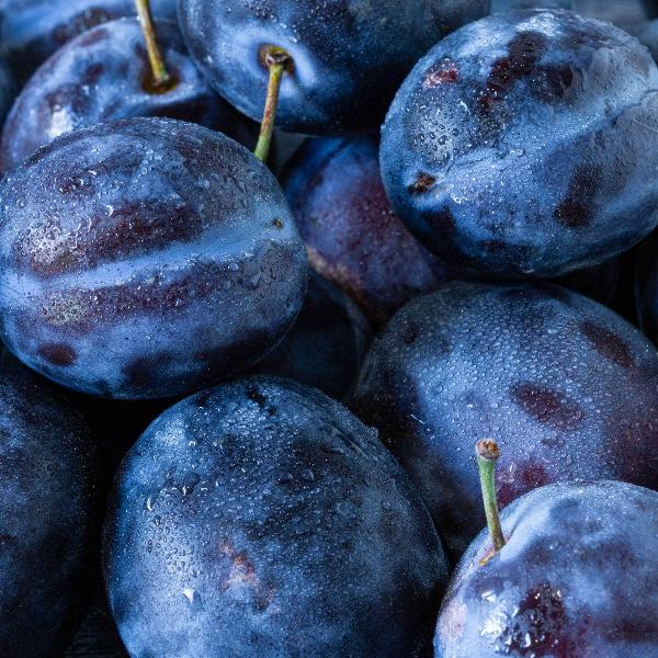 Acqua Garden Trees Plum 'Blue Tit' Tree