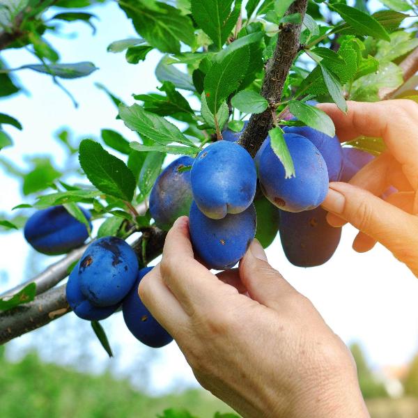 Acqua Garden Trees Plum 'Blue Tit' Tree