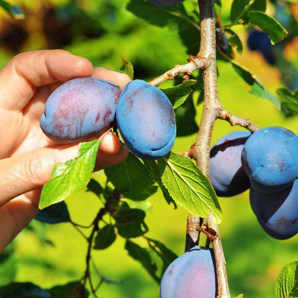 Acqua Garden Trees Plum 'Blue Tit' Tree