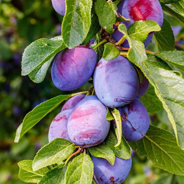 Acqua Garden Trees Plum 'Farlic Prolific' Tree