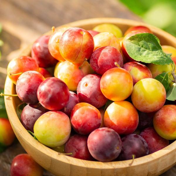 Acqua Garden Trees Plum Tree