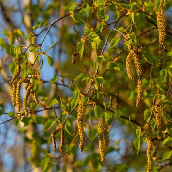 Acqua Garden Trees Silver Birch Tree