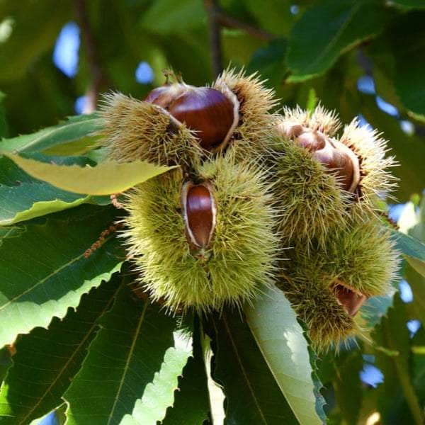 Acqua Garden Trees Sweet Chestnut Tree