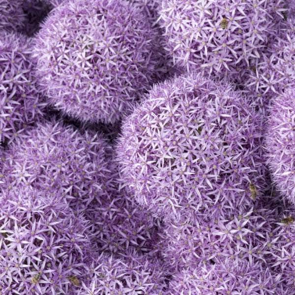 AcquaGarden Allium 'Gladiator'