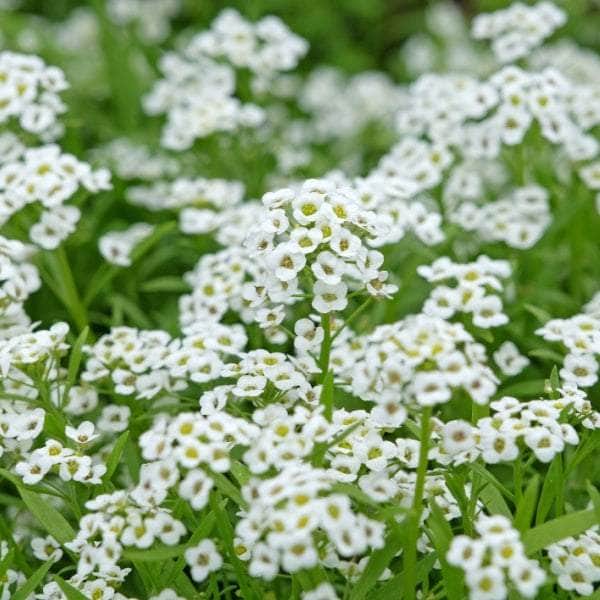 AcquaGarden Alyssum 'Wonderland'