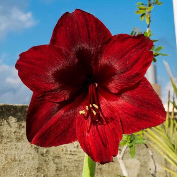 AcquaGarden Amaryllis 'Grand Diva'