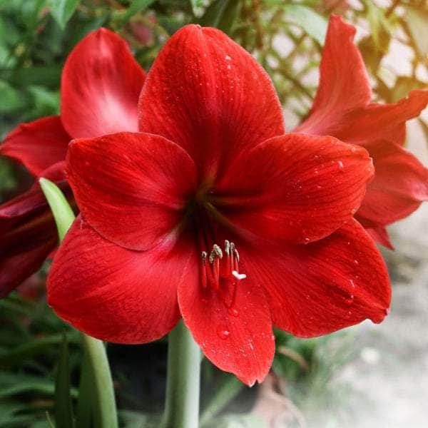 AcquaGarden Amaryllis 'Red Lion'