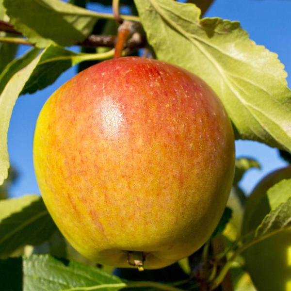 AcquaGarden Apple 'Cox's Orange Pippin' Tree