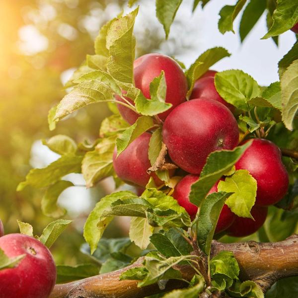AcquaGarden Apple 'Sunset' Tree
