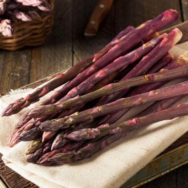 AcquaGarden Asparagus 'Erasmus'