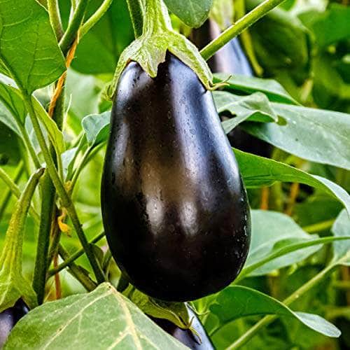 AcquaGarden Aubergine 'Moneymaker'