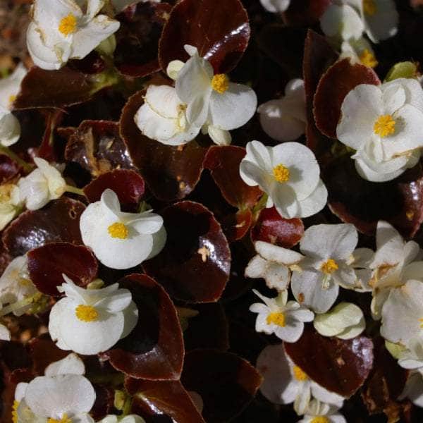 AcquaGarden Begonia 'Bronze Leaf Pink & White'