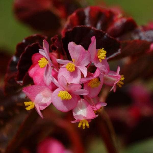AcquaGarden Begonia 'Bronze Leaf Pink & White'