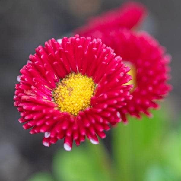 AcquaGarden Bellis Daisy 'Red'