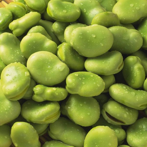 AcquaGarden Broad Beans 'Dreadnought'