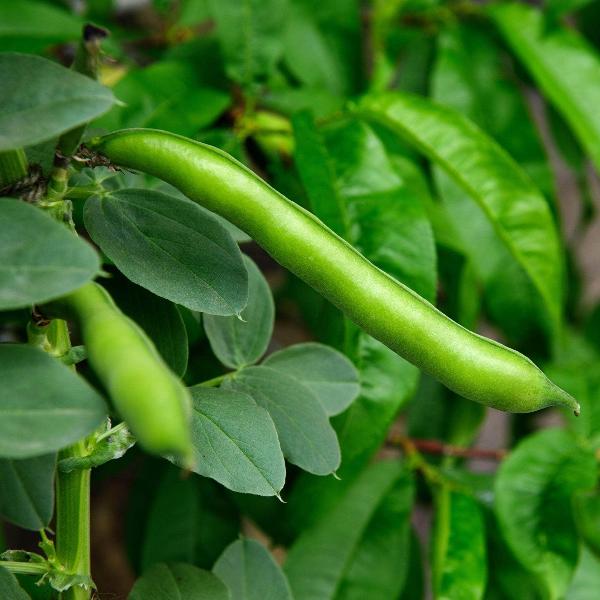 AcquaGarden Broad Beans 'Dreadnought'