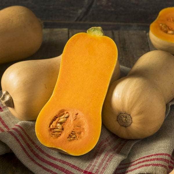 AcquaGarden Butternut Squash 'Hunter'