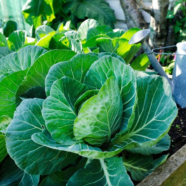 AcquaGarden Cabbage 'Compacta'