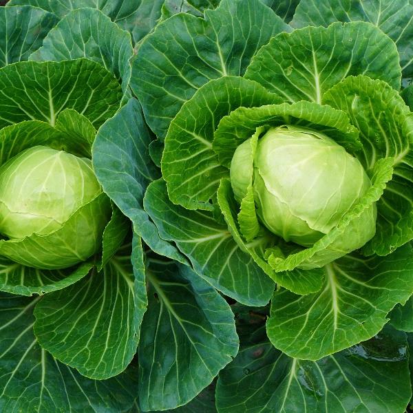 AcquaGarden Cabbage 'Durham Early'