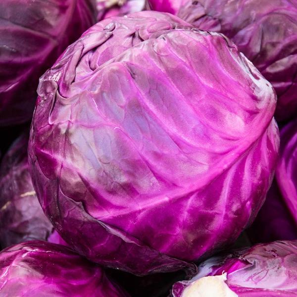 AcquaGarden Cabbage 'Red Flame'