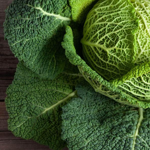 AcquaGarden Cabbage 'Savoy'