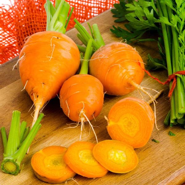 AcquaGarden Carrot 'Atlas’