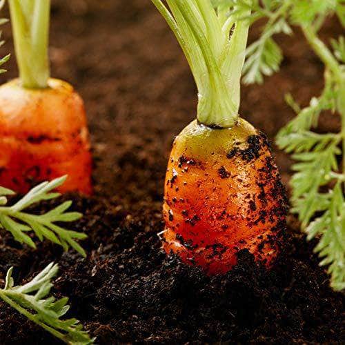 AcquaGarden Carrot 'Atlas’