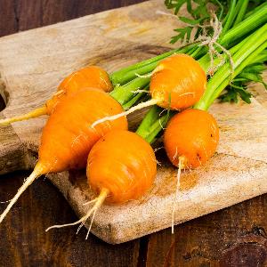 AcquaGarden Carrot 'Atlas’
