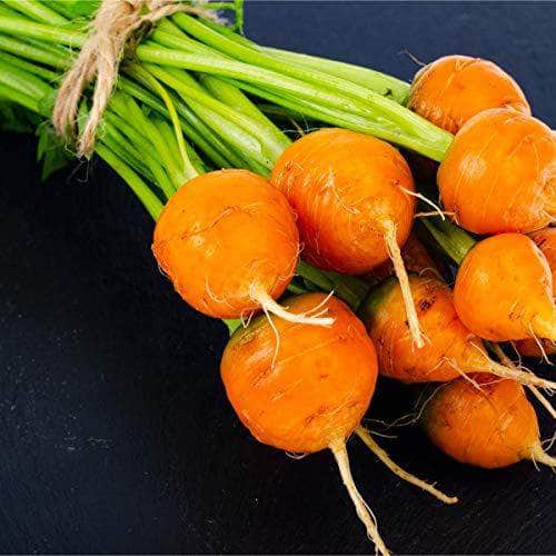 AcquaGarden Carrot 'Atlas’